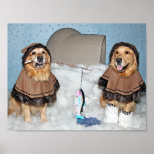 Golden Retriever Eskimos Poster