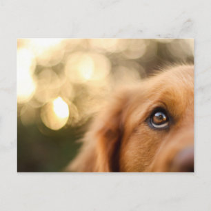 Golden Retriever Eye Closeup Postcard
