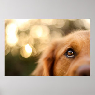 Golden Retriever Eye Closeup Poster