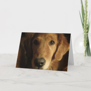 Golden Retriever Fabulous Face Greeting Card