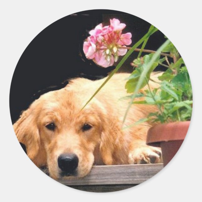 Golden Retriever Flower Sticker (Front)