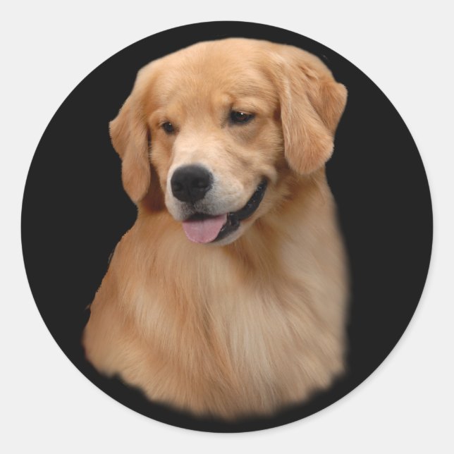 Golden Retriever Frisco Large Sticker (Front)