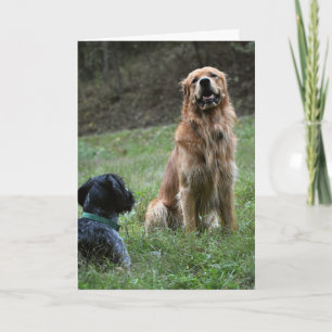 Golden Retriever & German Wirehaired Pointer Card