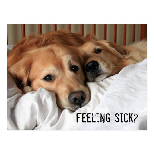 Golden Retriever Get Well Soon Postcard