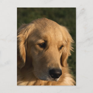 Golden Retriever Head Shot Postcard