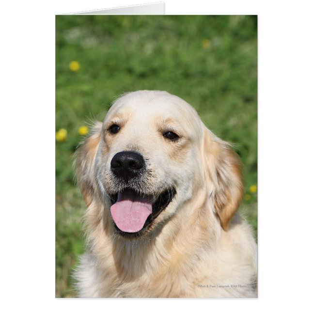 Golden Retriever Headshot 1 (Front)