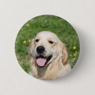 Golden Retriever Headshot 1 6 Cm Round Badge