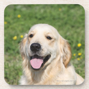 Golden Retriever Headshot 1 Coaster