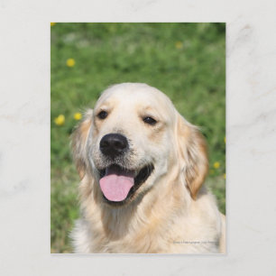 Golden Retriever Headshot 1 Postcard