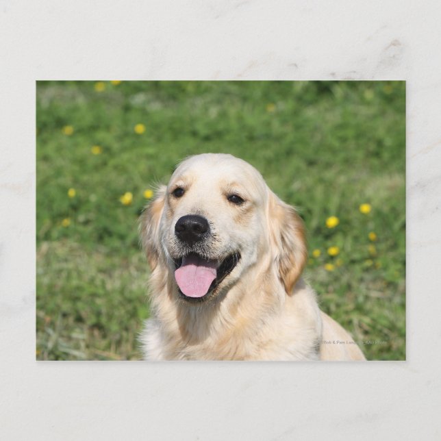 Golden Retriever Headshot 1 Postcard (Front)