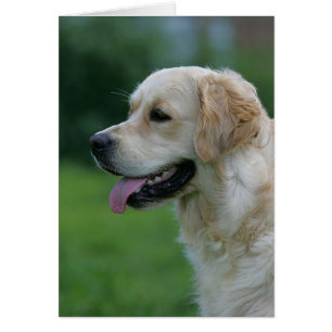 Golden Retriever Headshot 2 2