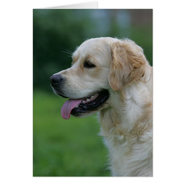 Golden Retriever Headshot 2 2 (Front)