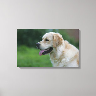 Golden Retriever Headshot 2 2 Canvas Print