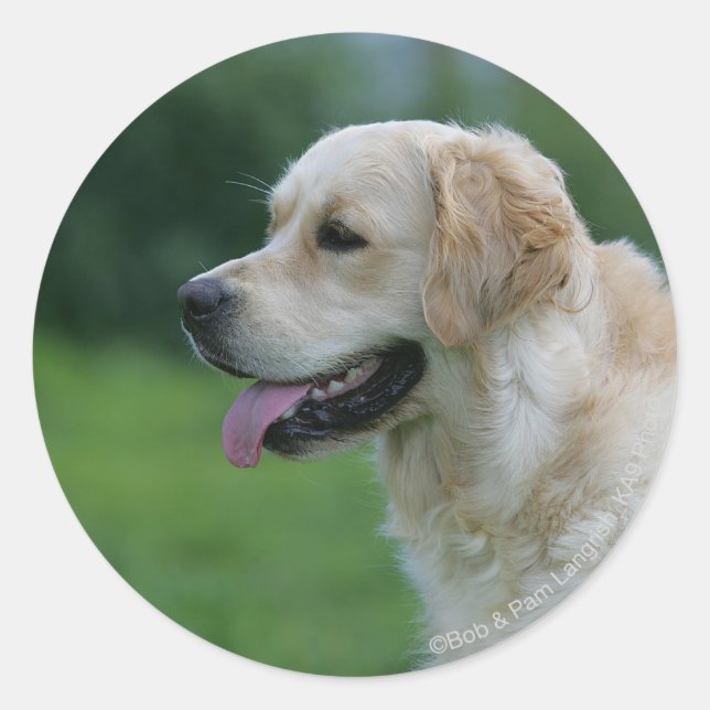 Golden Retriever Headshot 2 2 Classic Round Sticker (Front)