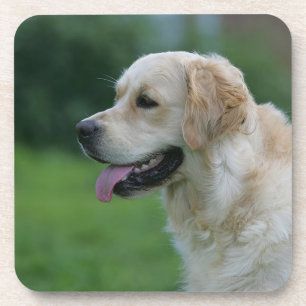 Golden Retriever Headshot 2 2 Coaster