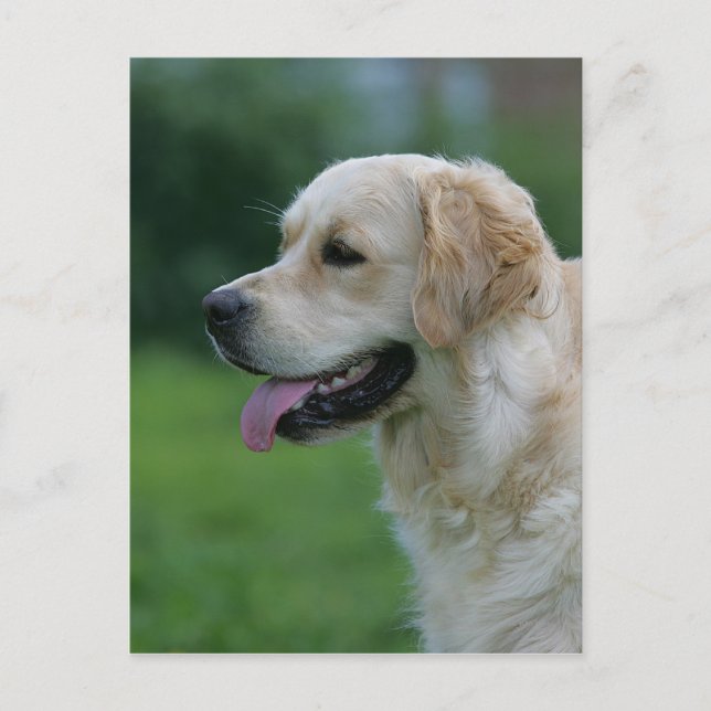 Golden Retriever Headshot 2 2 Postcard (Front)