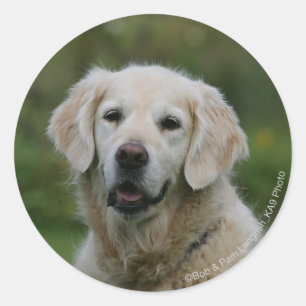 Golden Retriever Headshot 2 Classic Round Sticker