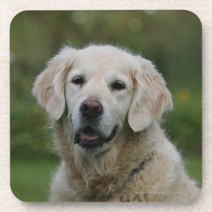 Golden Retriever Headshot 2 Coaster