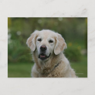 Golden Retriever Headshot 2 Postcard
