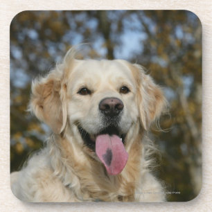 Golden Retriever Headshot 3 Coaster