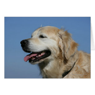 Golden Retriever Headshot 4