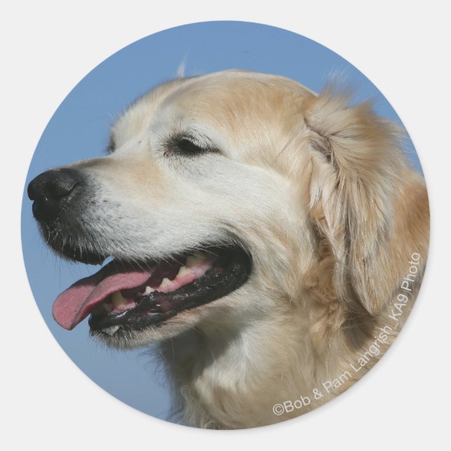 Golden Retriever Headshot 4 Classic Round Sticker (Front)