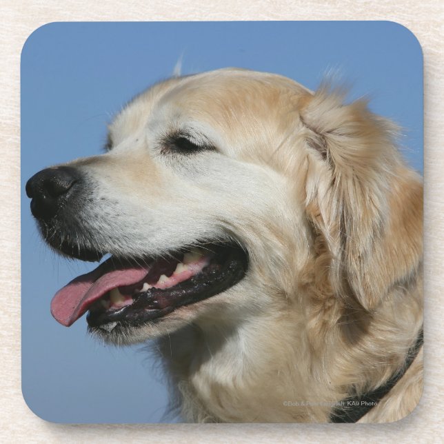 Golden Retriever Headshot 4 Coaster (Front)