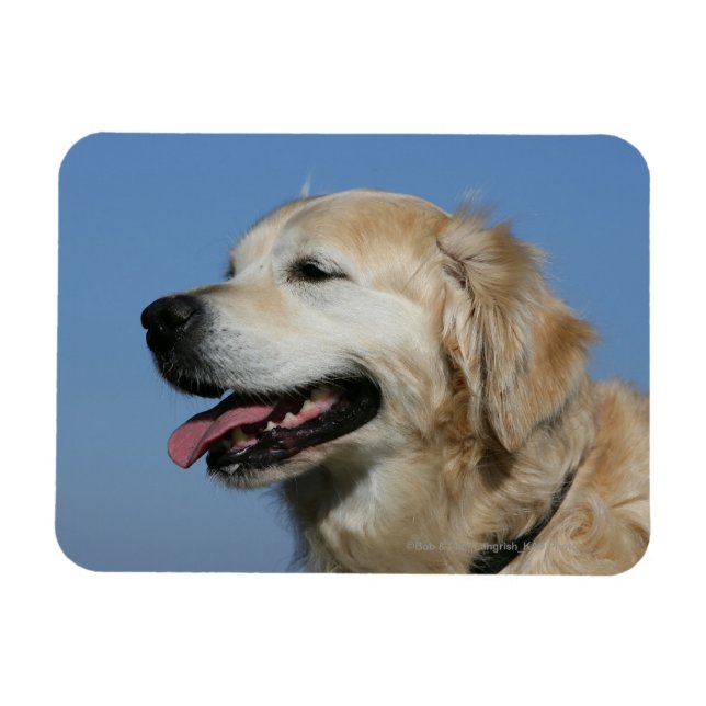 Golden Retriever Headshot 4 Magnet (Horizontal)
