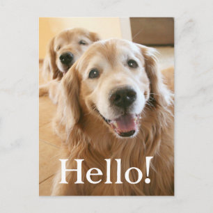 Golden Retriever Hello Smiling Postcard