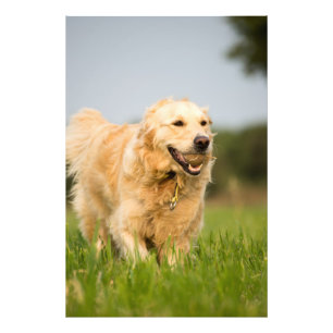 Golden Retriever High Quality Photo Print