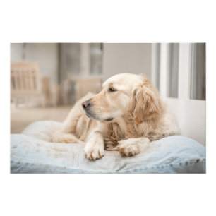 Golden Retriever High Quality Photo Print