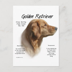 Golden Retriever History Design Postcard