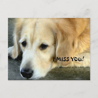 Golden Retriever/ I Miss You Postcard