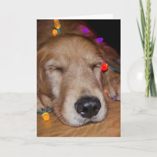 Golden Retriever in Christmas Lights Holiday Card
