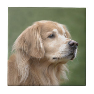 Golden Retriever in Closeup Tile