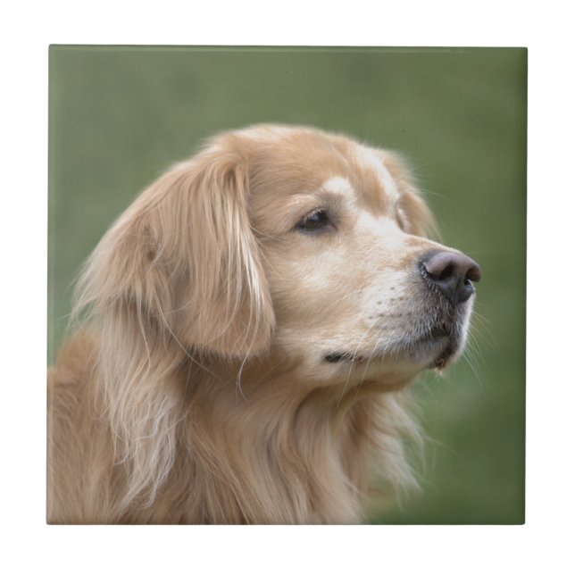 Golden Retriever in Closeup Tile (Front)