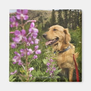 Golden retriever in field magnet