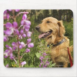 Golden retriever in field mouse mat