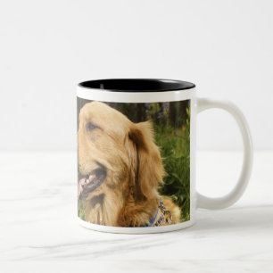 Golden retriever in field Two-Tone coffee mug