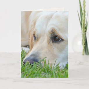 Golden Retriever in Grass Birthday Humour Card
