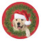 Golden Retriever in holiday wreath