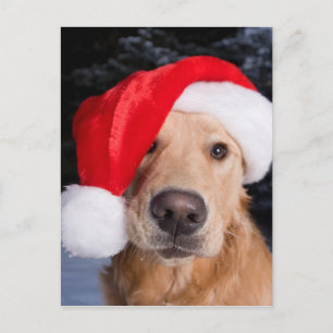 Golden Retriever in Santa Hat Holiday Postcard