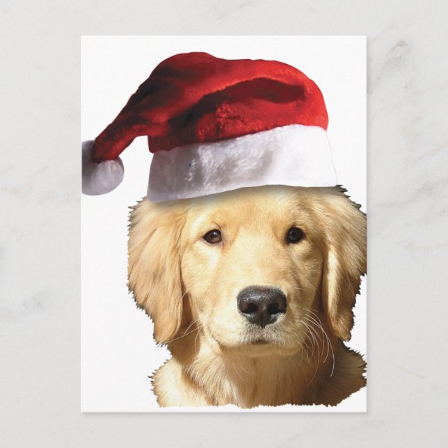 Golden Retriever In Santa Hat Holiday Postcard (Front)