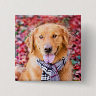 Golden Retriever In Scarf 15 Cm Square Badge