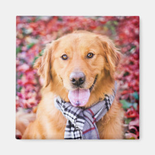 Golden Retriever In Scarf Magnet