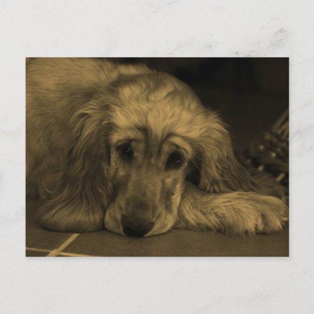 Golden Retriever in Sepia Tones Postcard (Front)