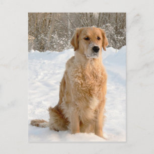 Golden Retriever in the Snow Postcard
