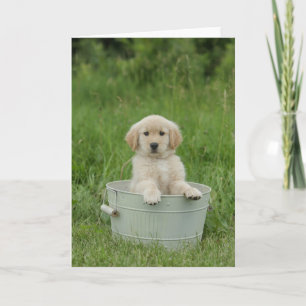 Golden Retriever In Wash Basin Card
