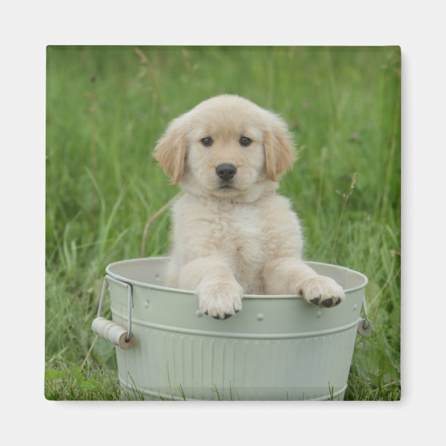 Golden Retriever In Wash Basin Magnet (Front)