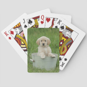 Golden Retriever In Wash Basin Playing Cards